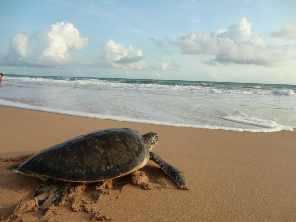 turtle