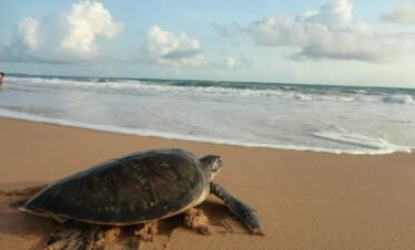 turtle