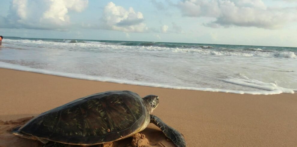 turtle